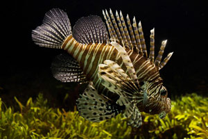 Akwarium morskie potrzebuje dobrej wody - filtry akwarystyczne